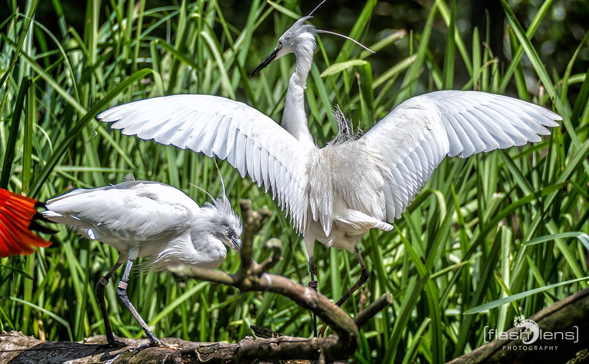 Naturzoo Rheine 102