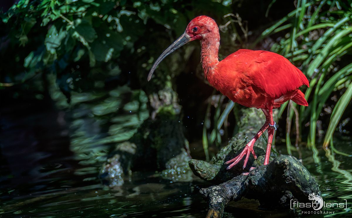 Naturzoo Rheine 103