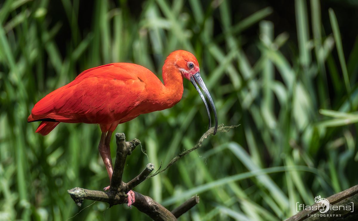 Naturzoo Rheine 104