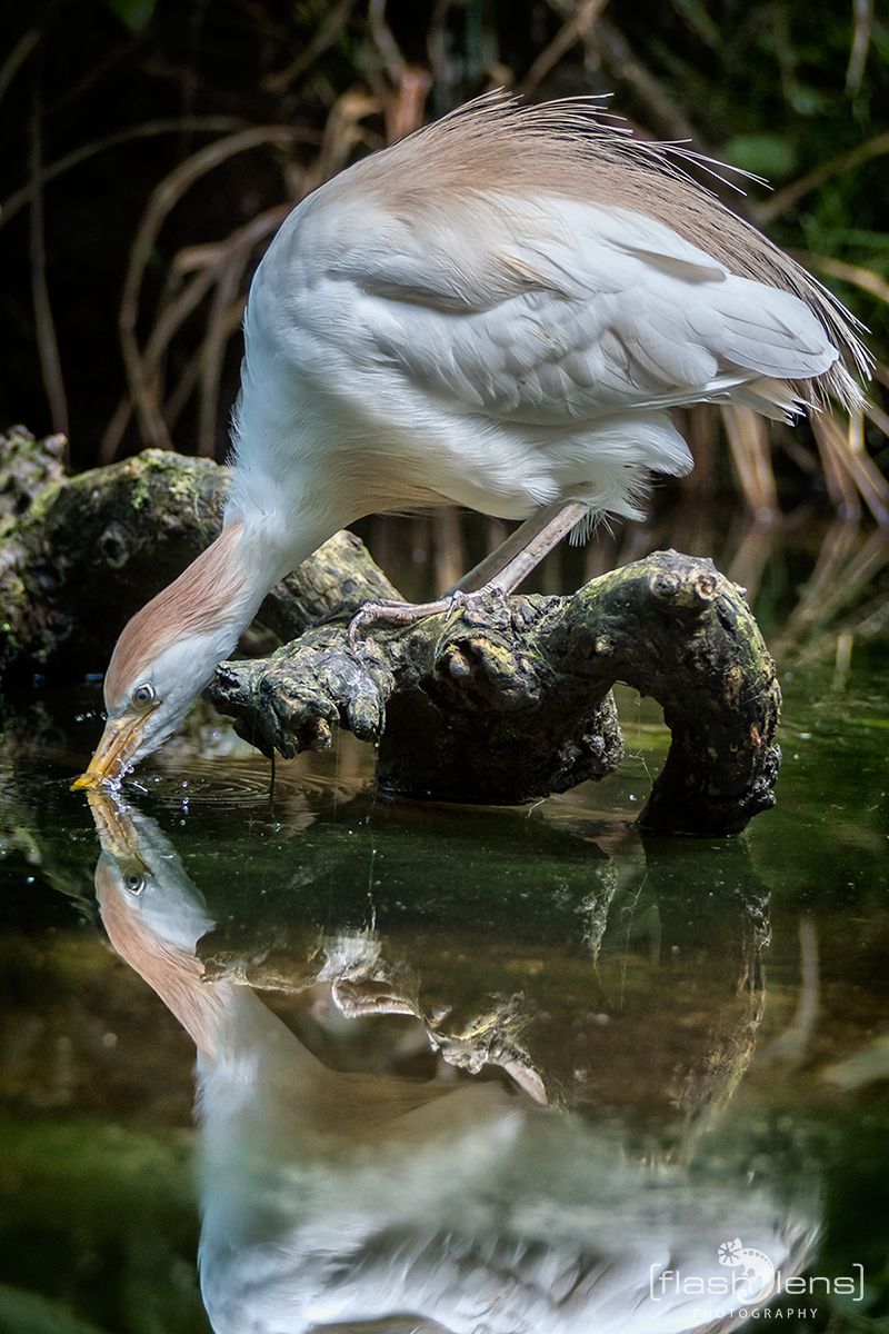 Naturzoo Rheine 109
