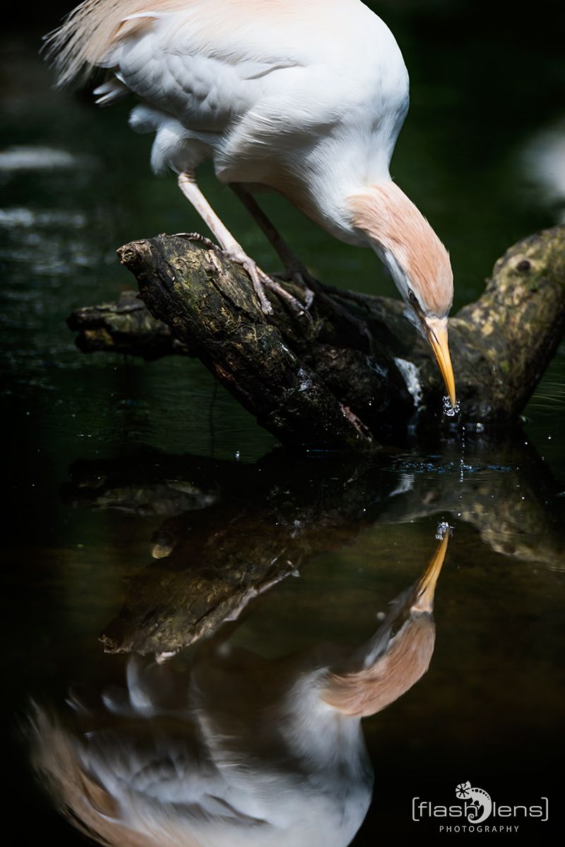 Naturzoo Rheine 111