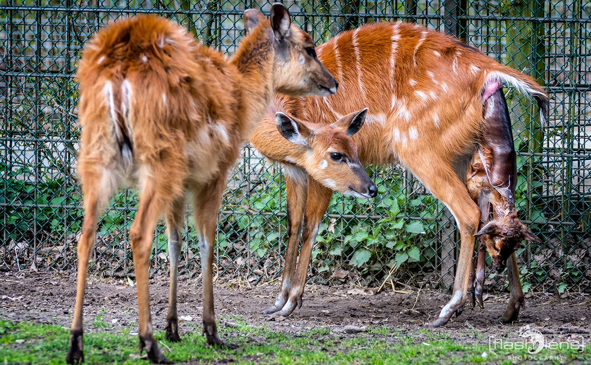 Naturzoo Rheine 114