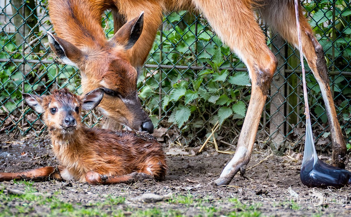 Naturzoo Rheine 116