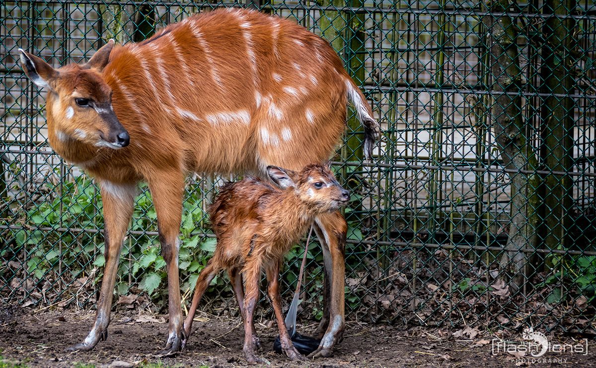 Naturzoo Rheine 117