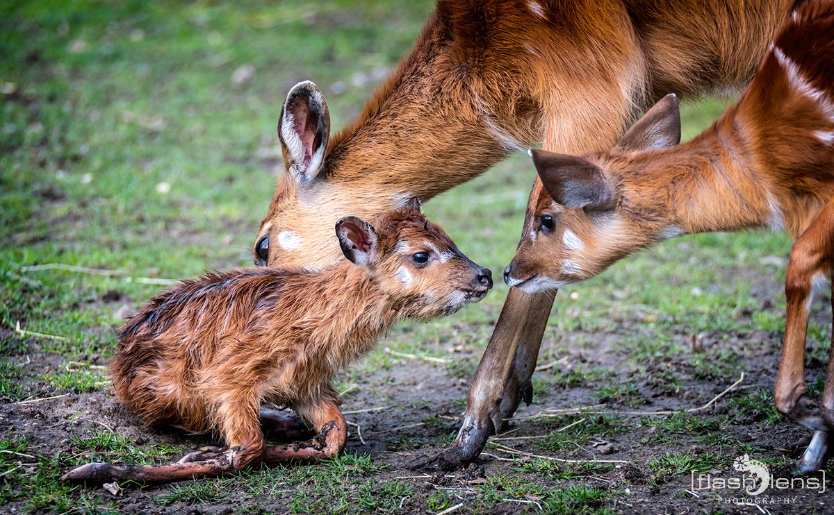 Naturzoo Rheine 118