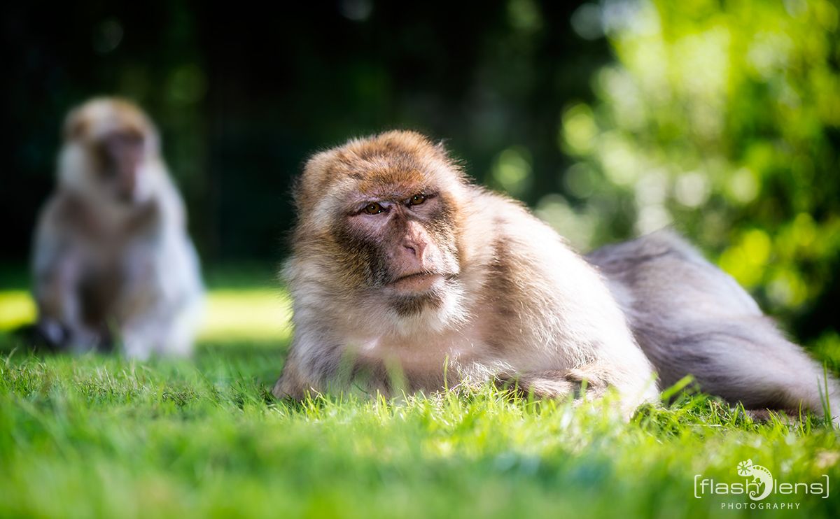 Naturzoo Rheine 126