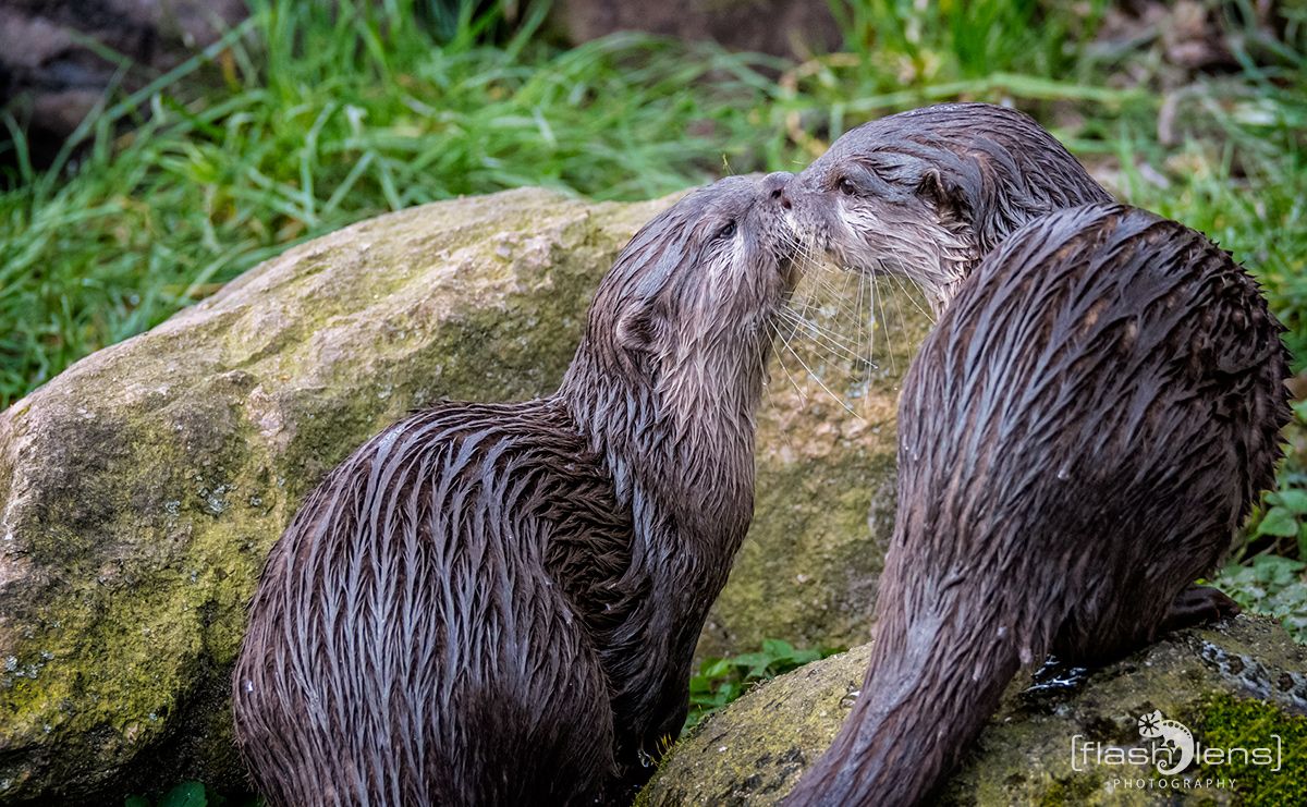 Naturzoo Rheine 132