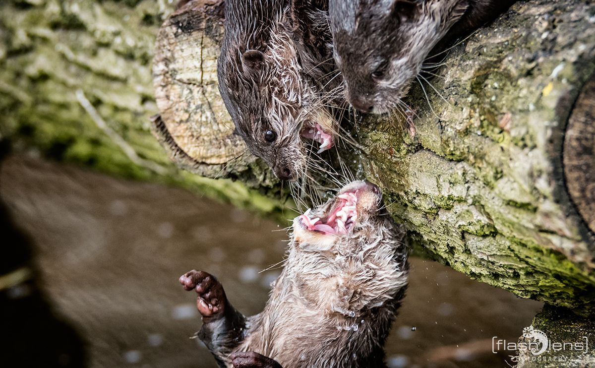 Naturzoo Rheine 134