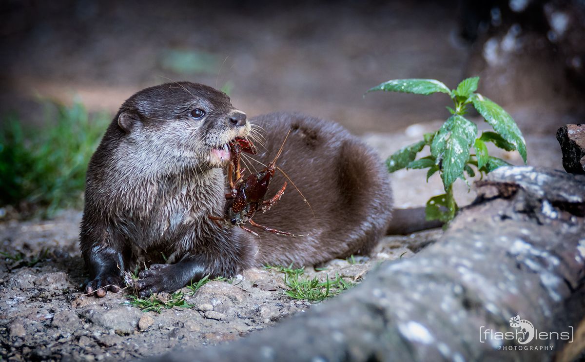 Naturzoo Rheine 136