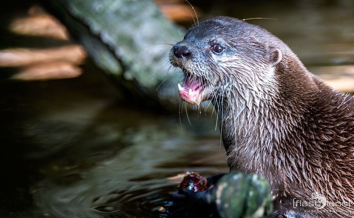 Naturzoo Rheine 139