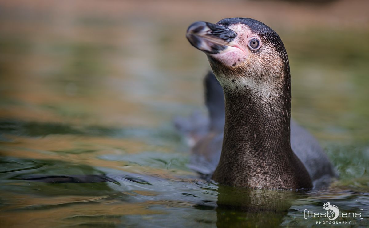 Naturzoo Rheine 140