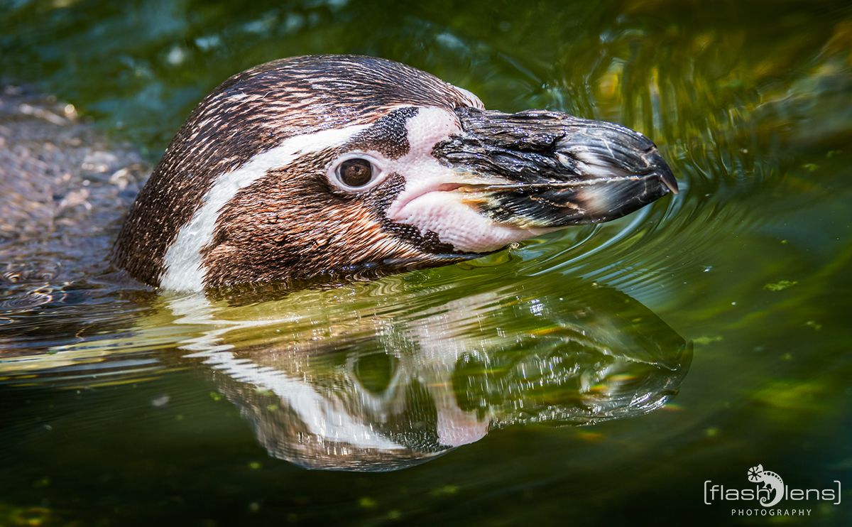 Naturzoo Rheine 142