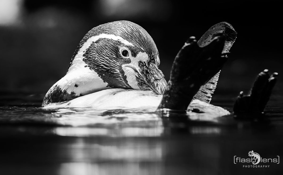Naturzoo Rheine 143