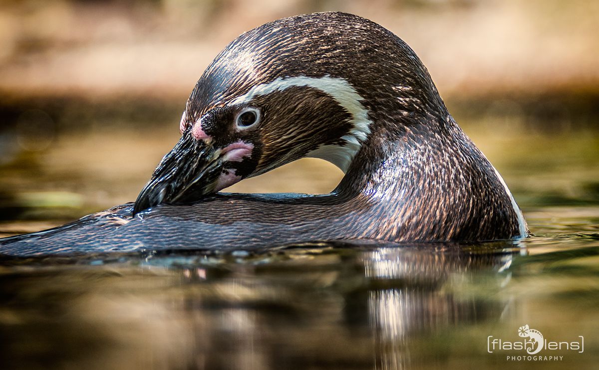Naturzoo Rheine 144
