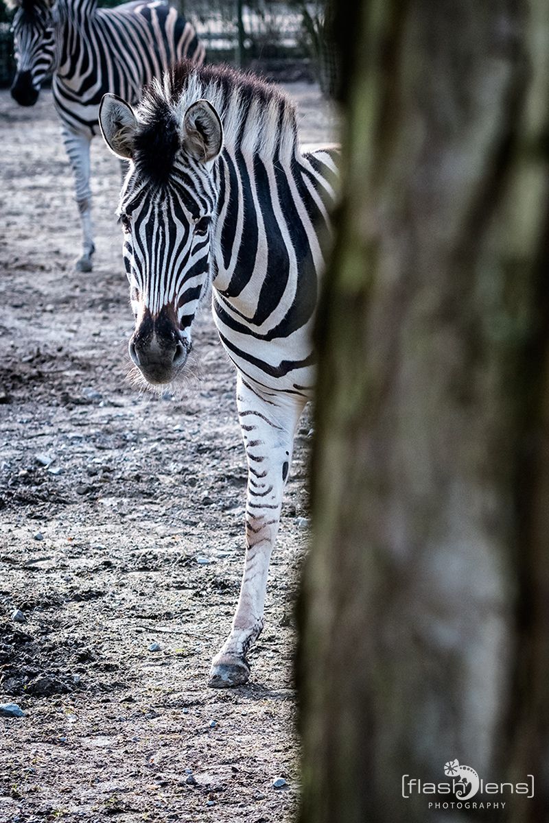 Naturzoo Rheine 151