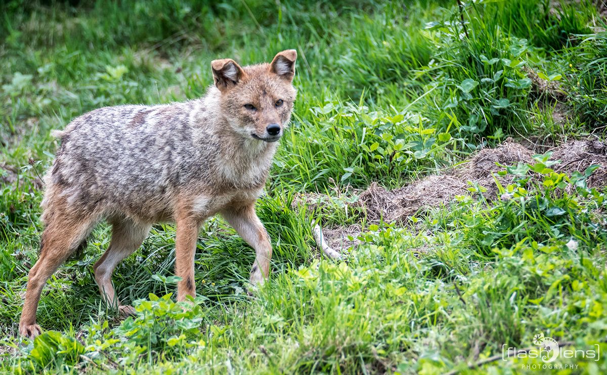 Naturzoo Rheine 153