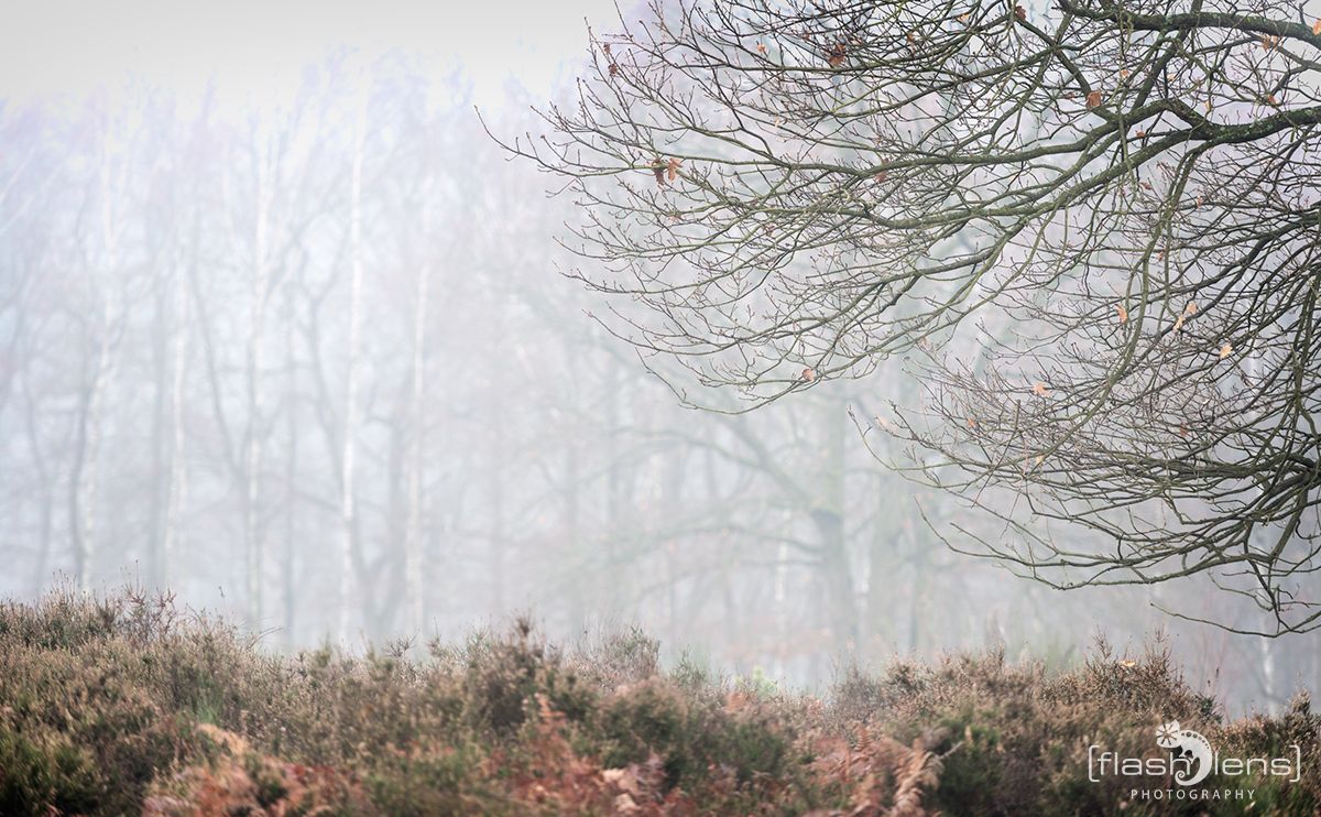Wahner Heide 003