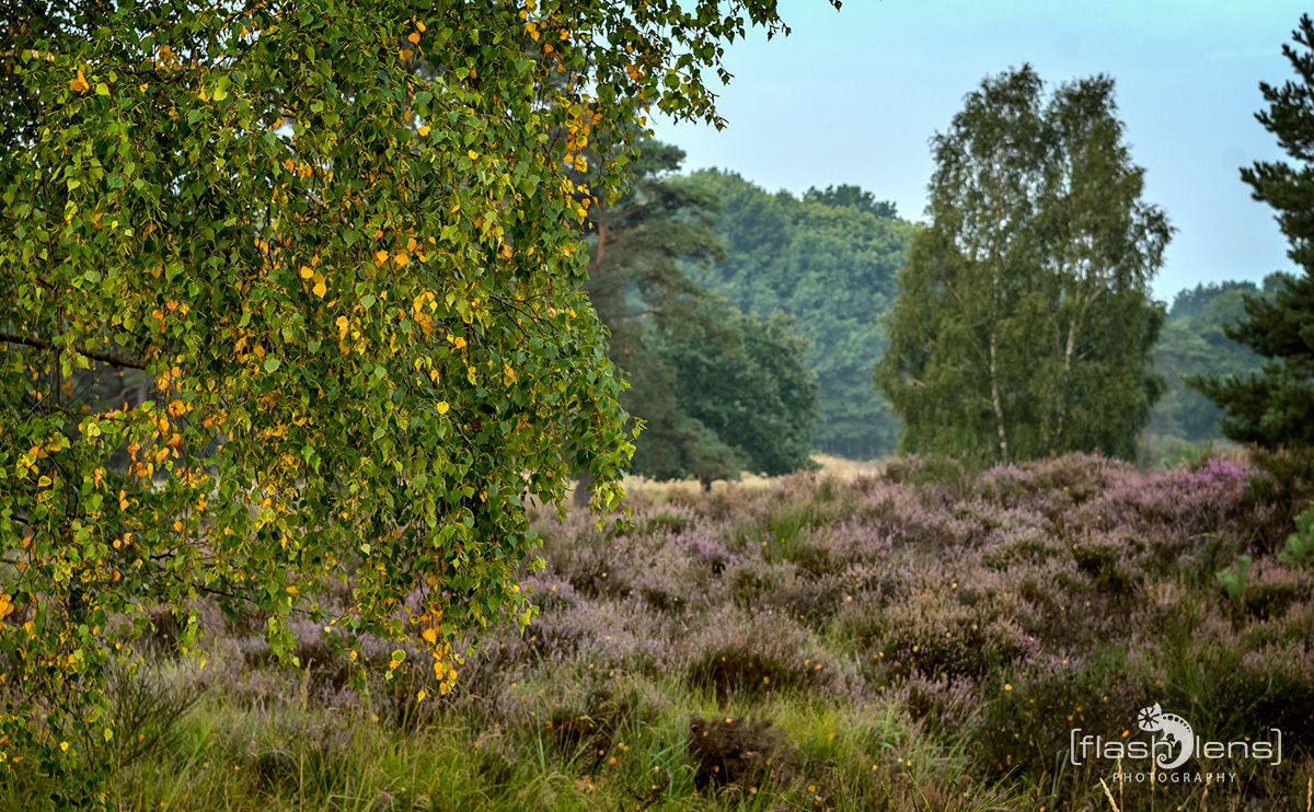 Wahner Heide 022