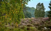 Wahner Heide 022