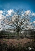 Wahner Heide 028