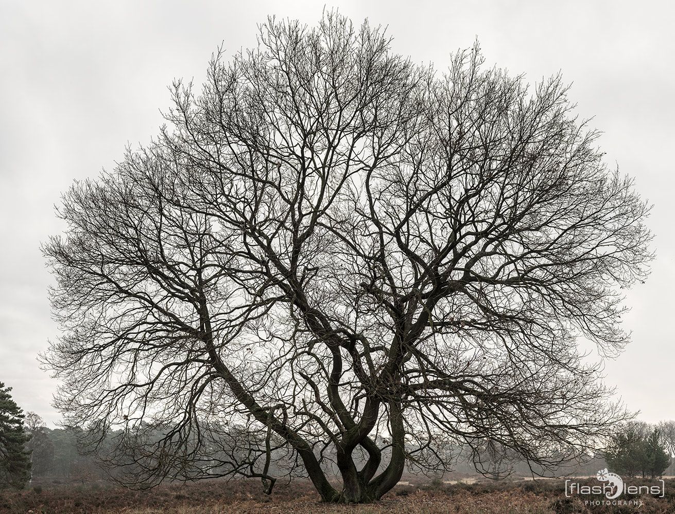 Wahner Heide 029