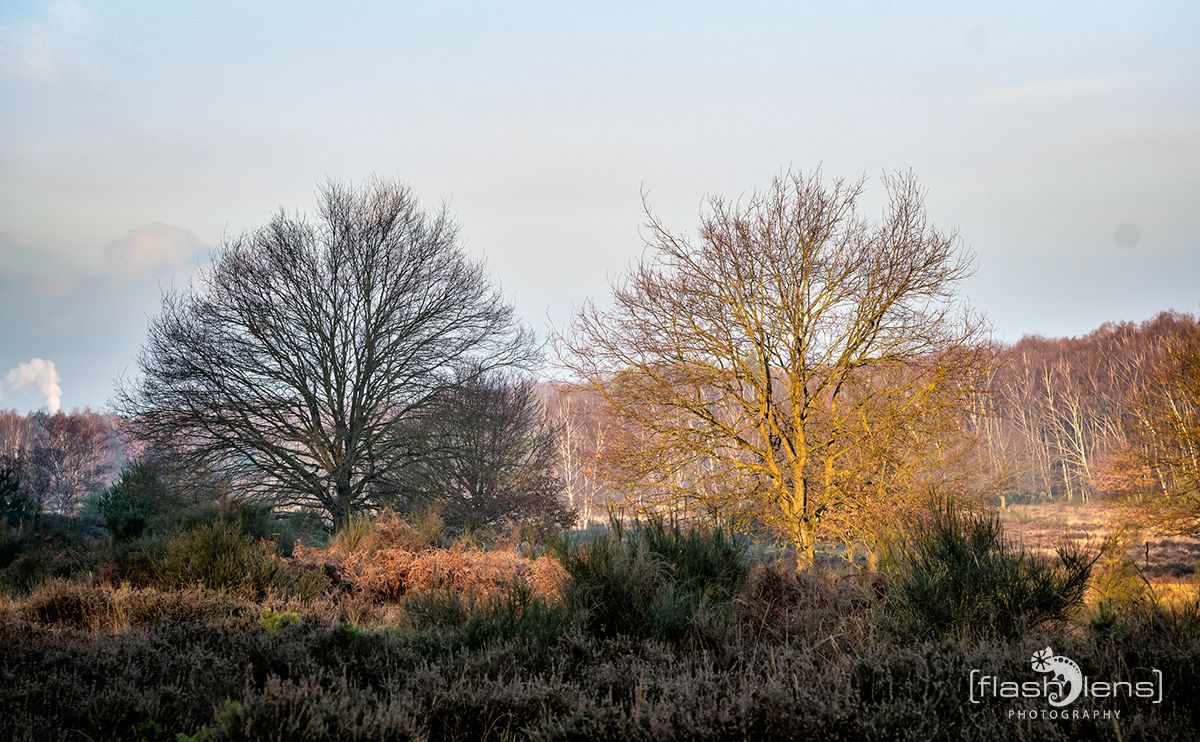 Wahner Heide 031