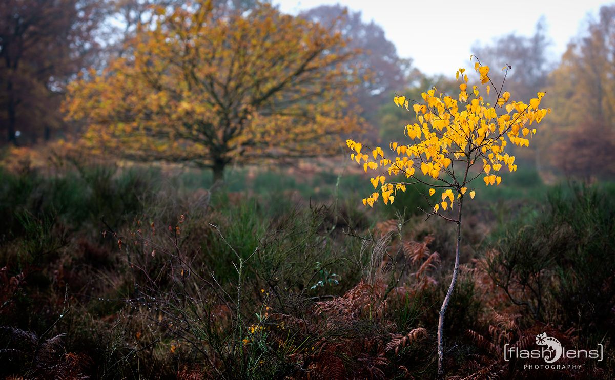 Wahner Heide 034