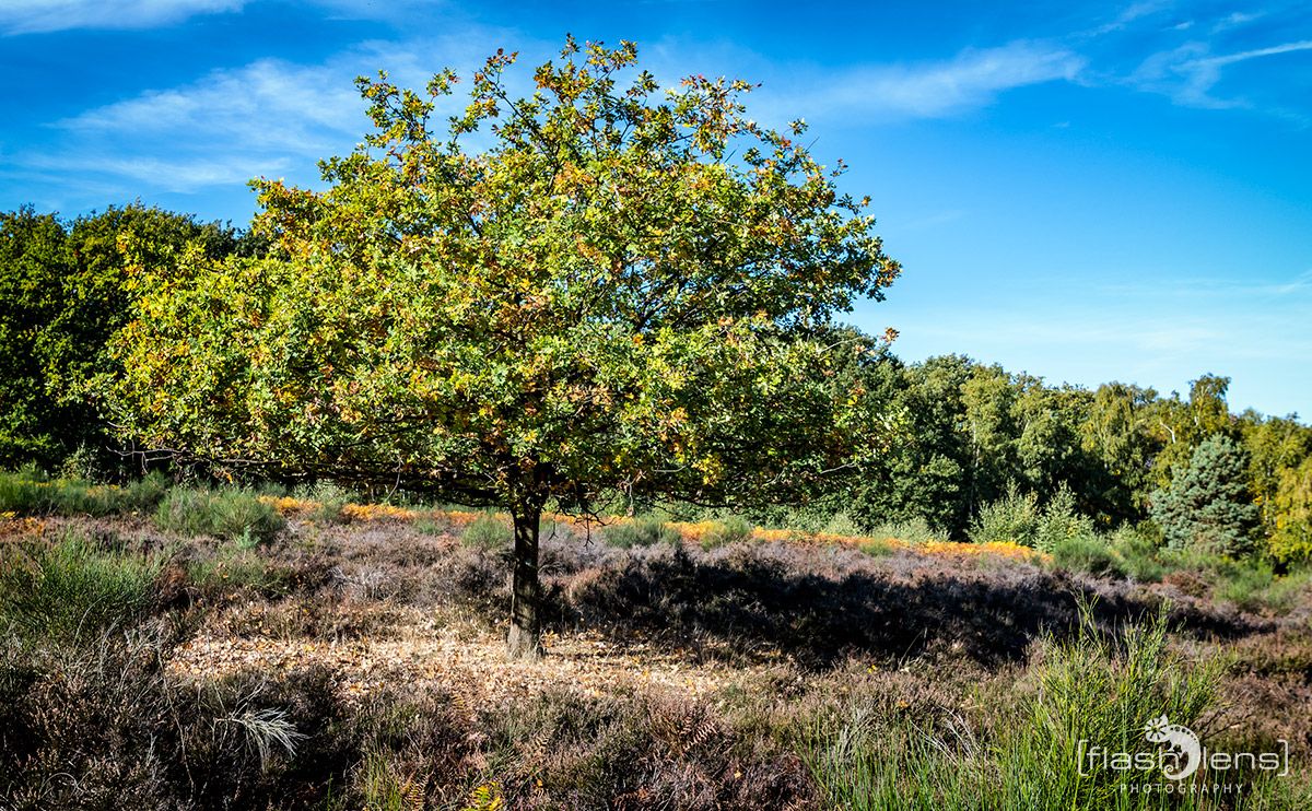 Wahner Heide 044