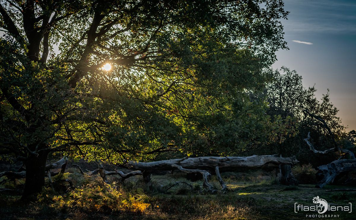 Wahner Heide 045