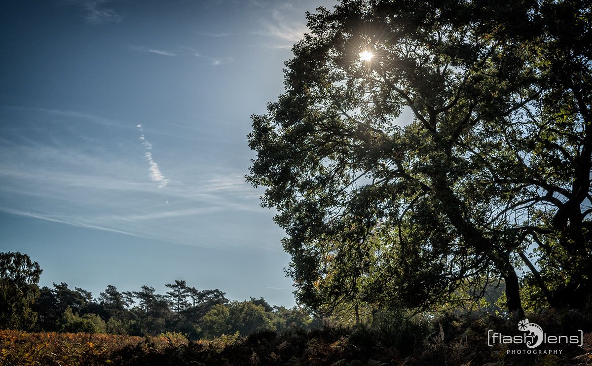 Wahner Heide 047