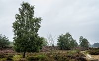 Wahner Heide 054