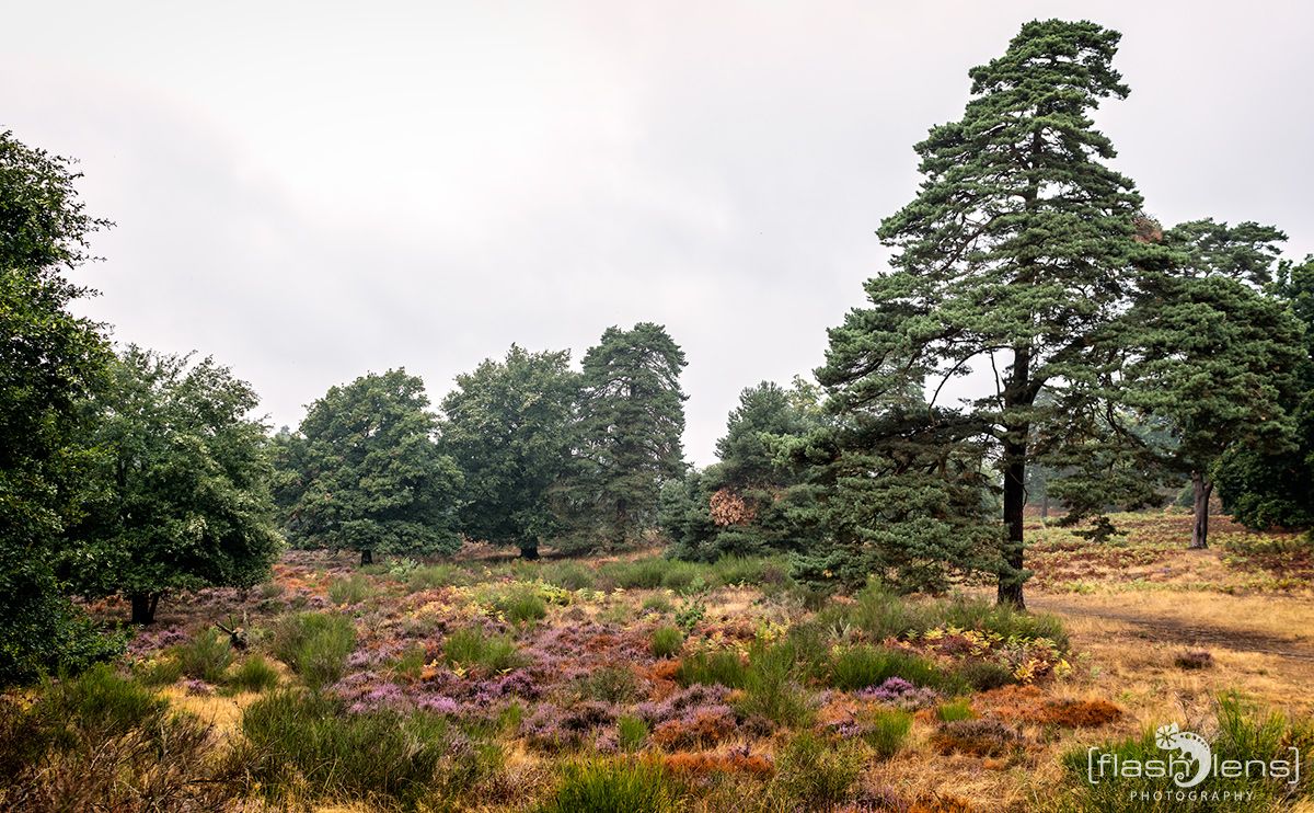 Wahner Heide 055