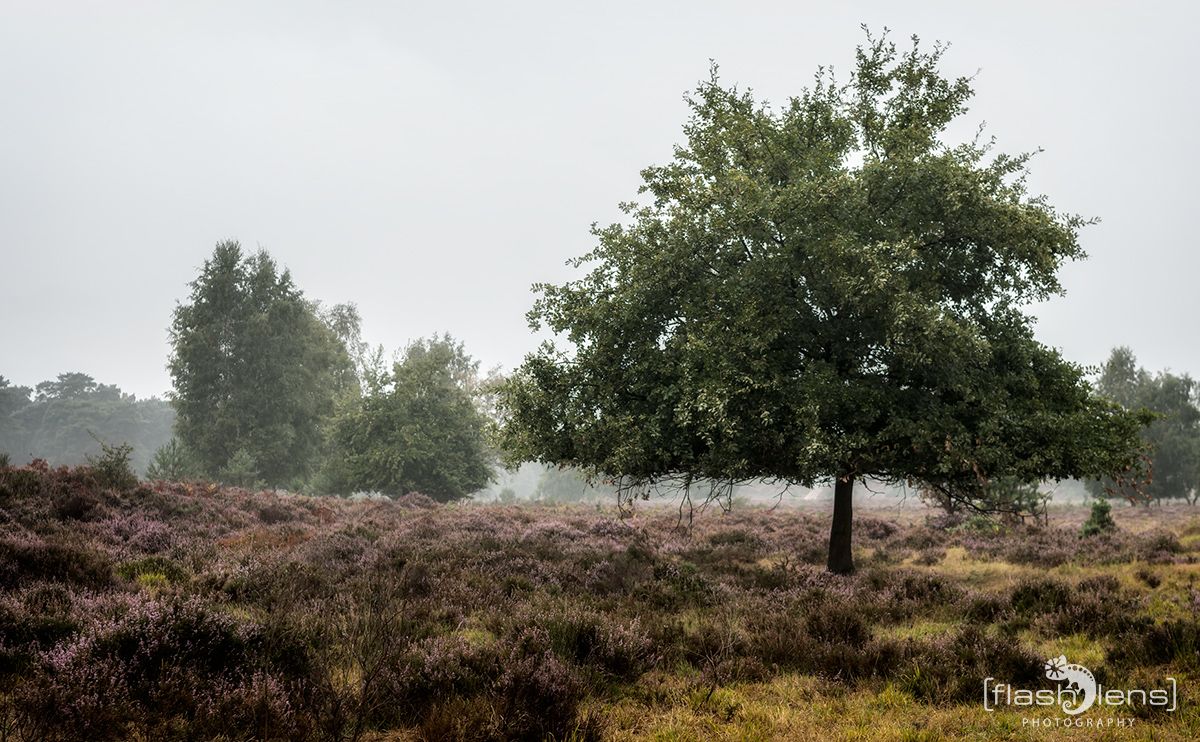 Wahner Heide 056