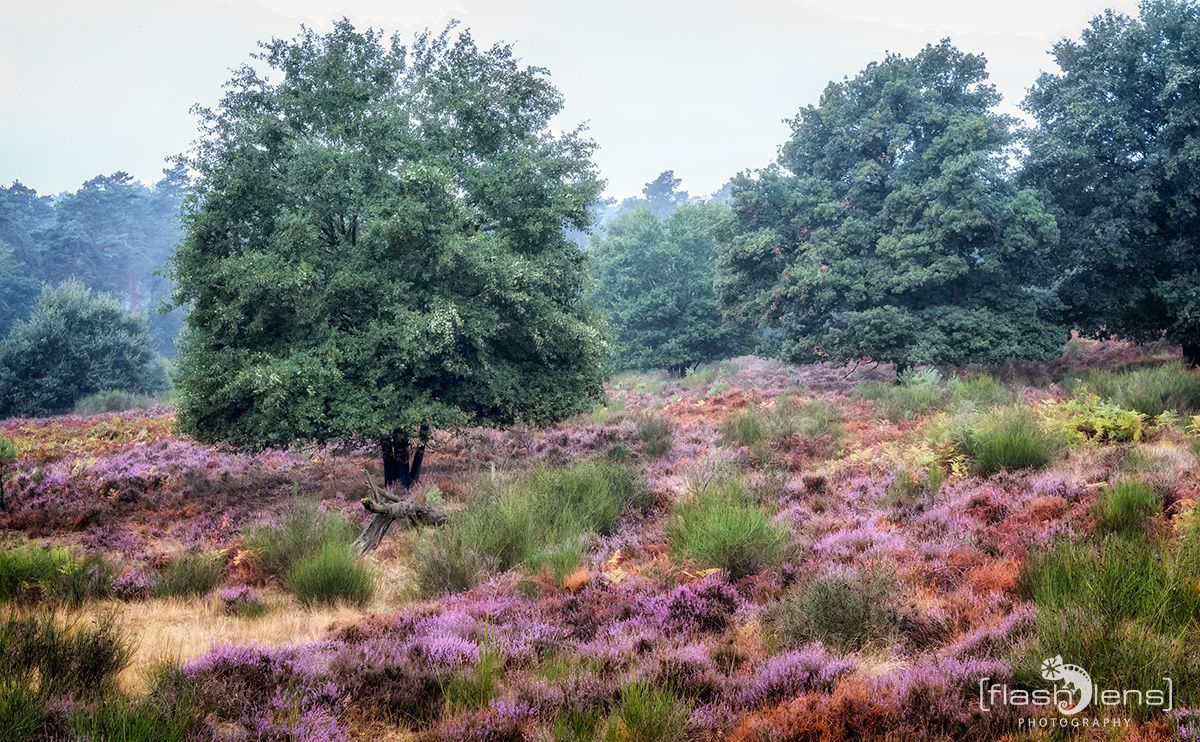 Wahner Heide 057