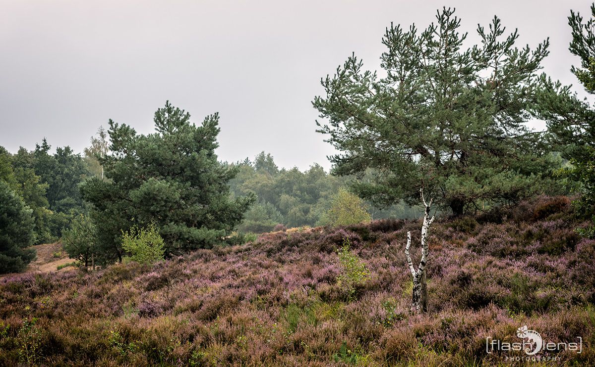 Wahner Heide 058