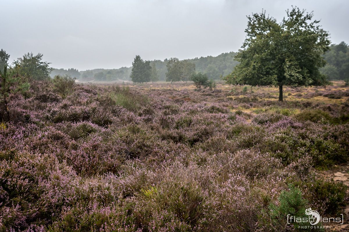 Wahner Heide 060