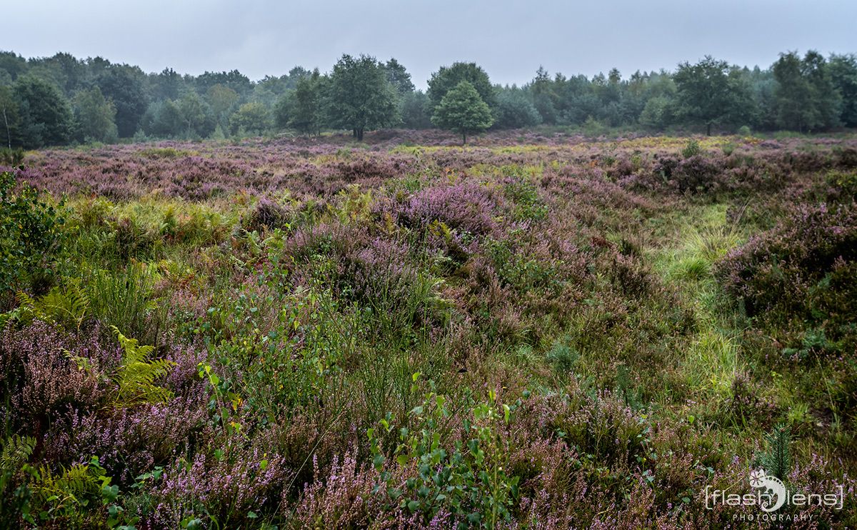 Wahner Heide 061