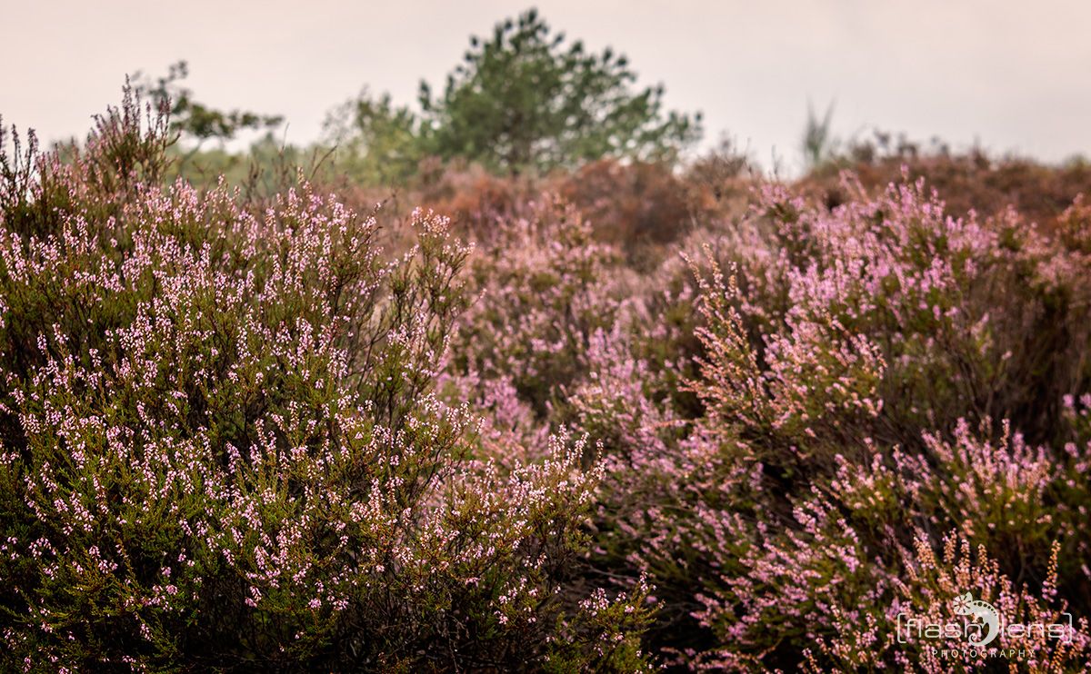 Wahner Heide 064