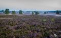 Heide und Totengrund 2017 006