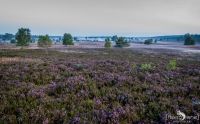 Heide und Totengrund 2017 006