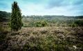 Heide und Totengrund 2017 008