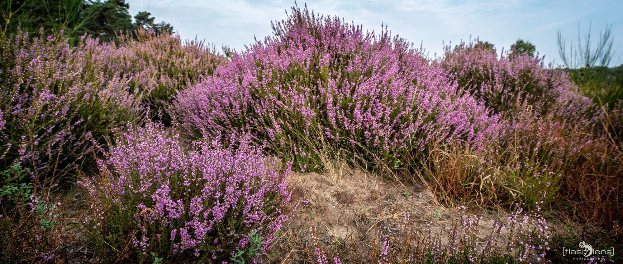 Wahner Heide 065