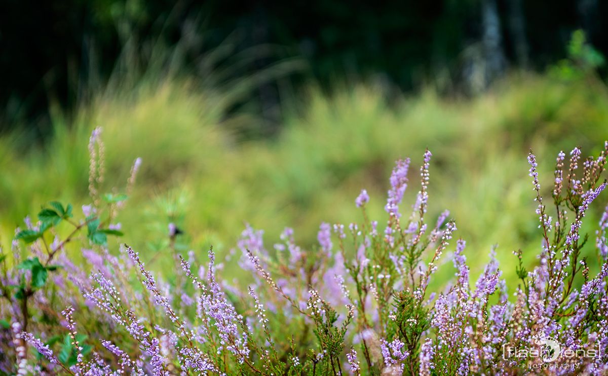 Wahner Heide 067