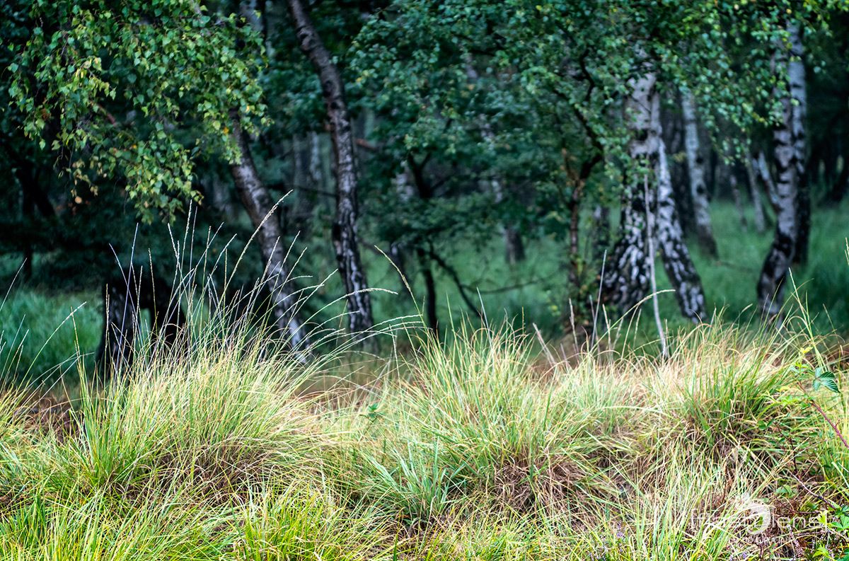 Wahner Heide 068