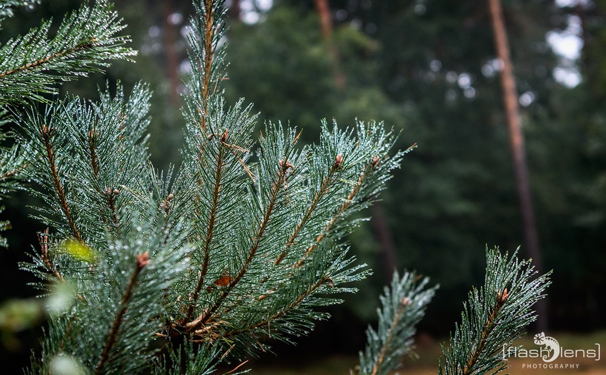 Wahner Heide 069