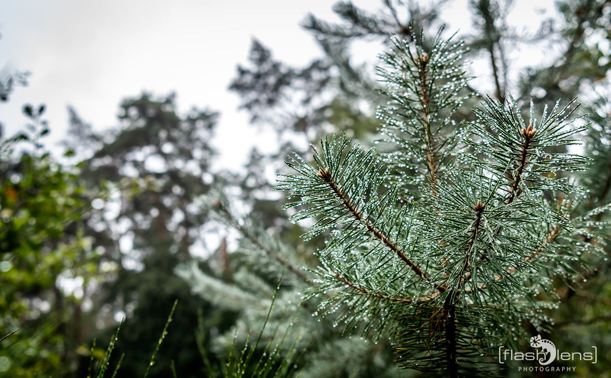 Wahner Heide 070