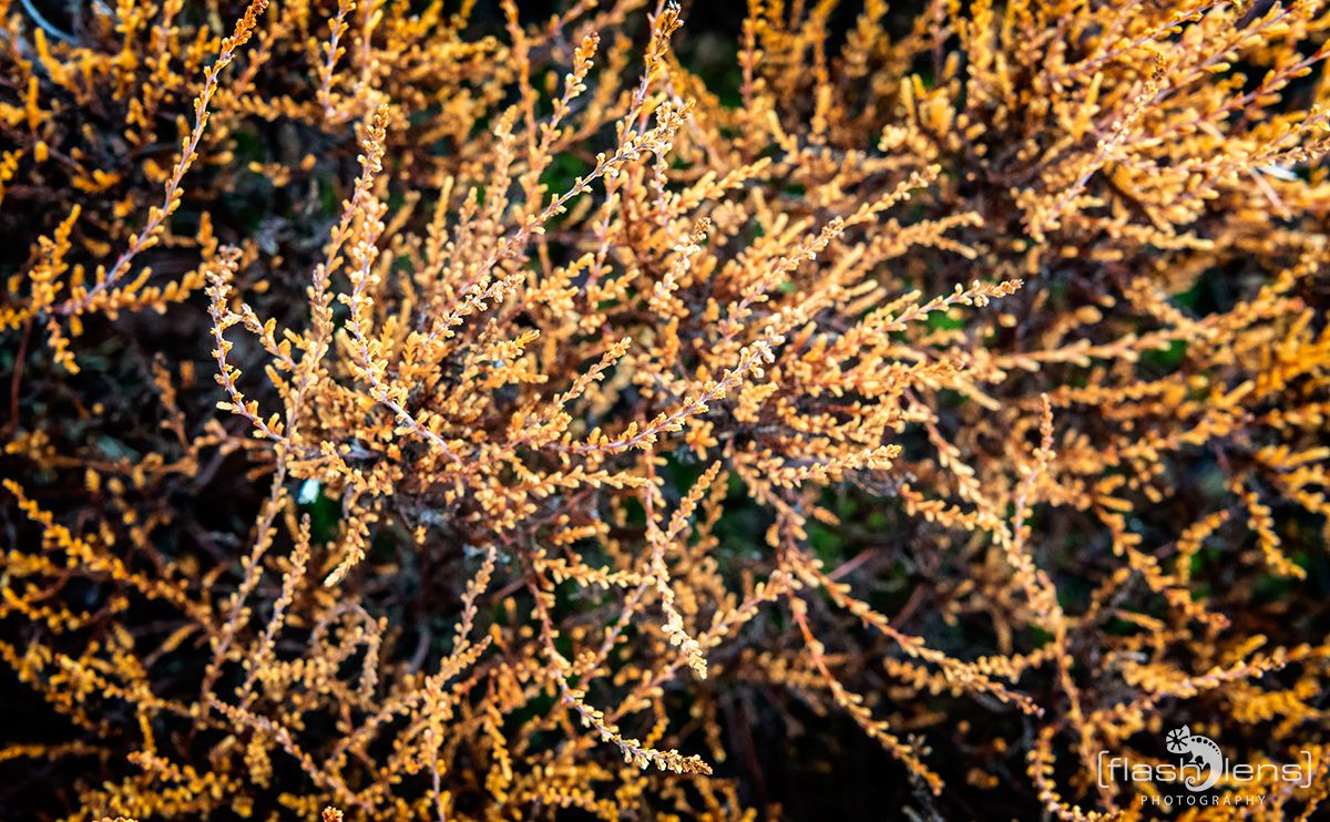 Wahner Heide 071