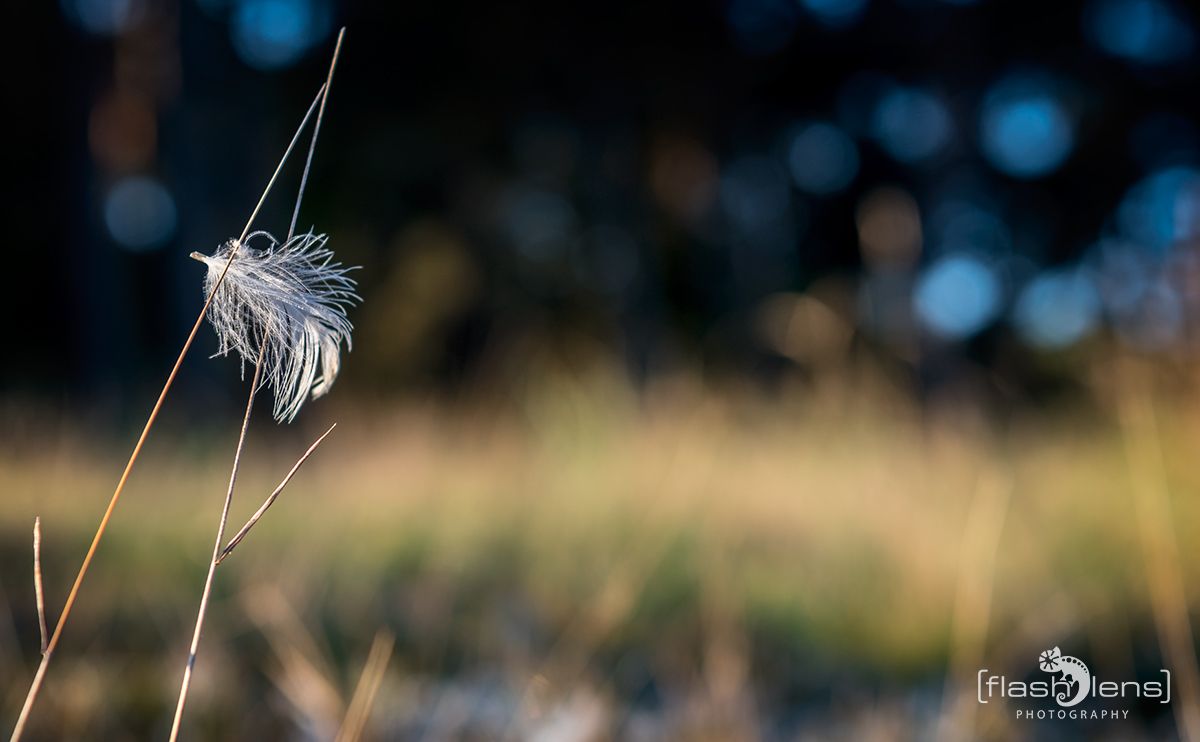 Wahner Heide 073