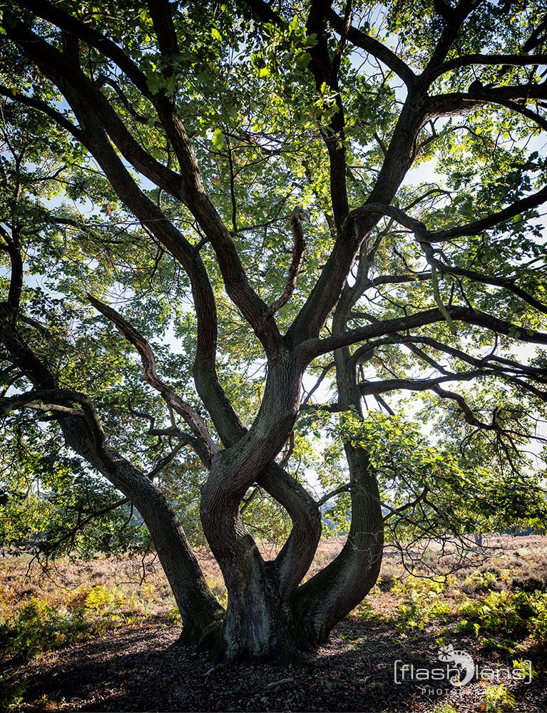 Wahner Heide 075