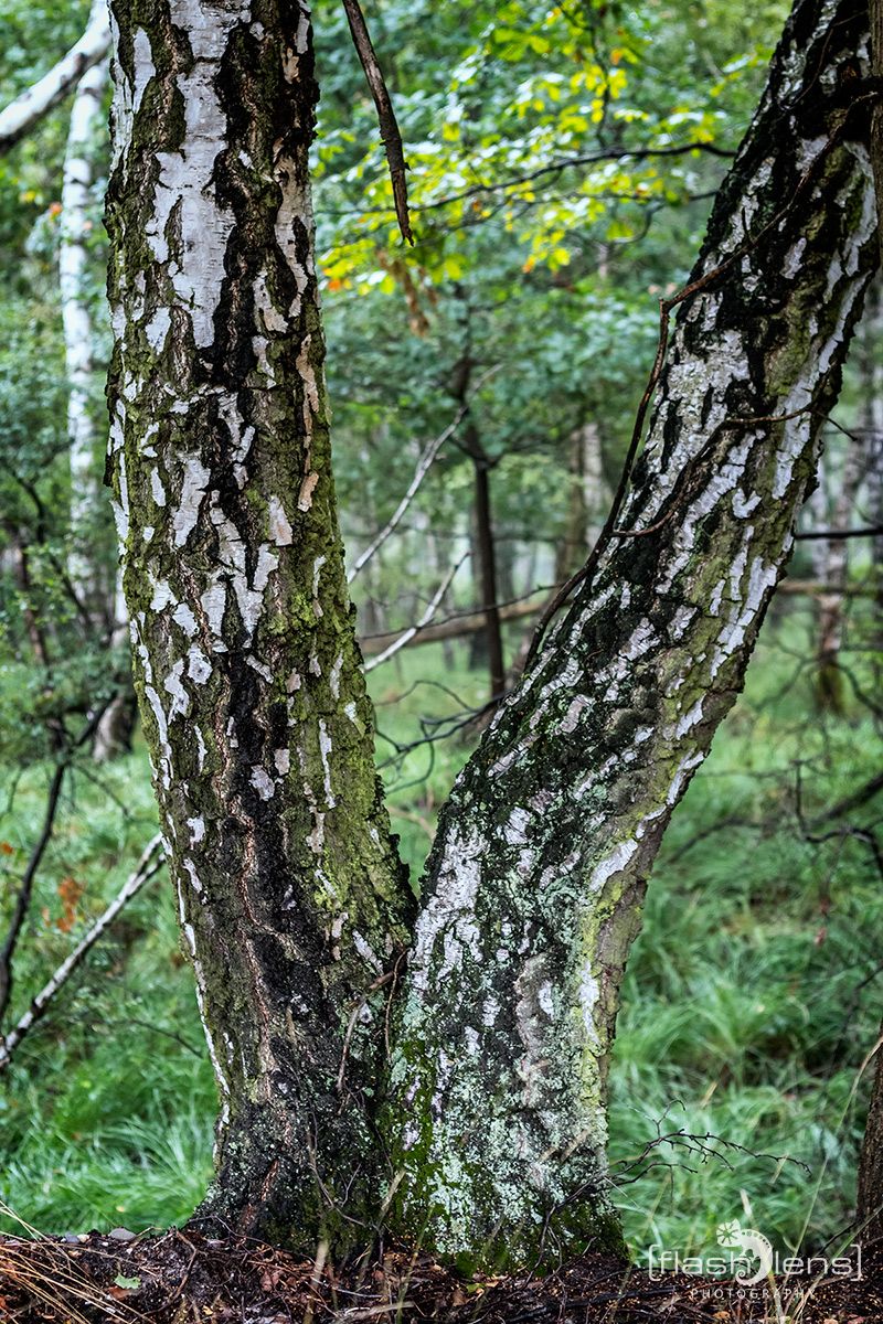 Wahner Heide 078